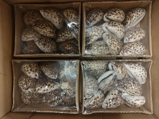 [A-019564] Cypraea Tigris Tijgerschelp Naturel doosje ca. 6 cm 10 stuks