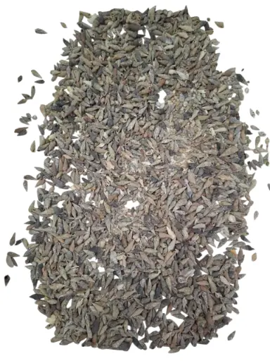 [A-019886] Nassa Pussata schelpen 500 gram