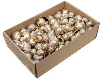 [A-023260] Nattai schelpen Goldwash 500 gr Beperkt leverbaar