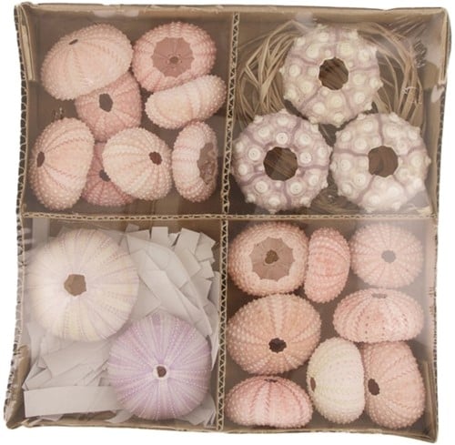 [A-024049] Zeeegel Mix Sea Urchin Doos