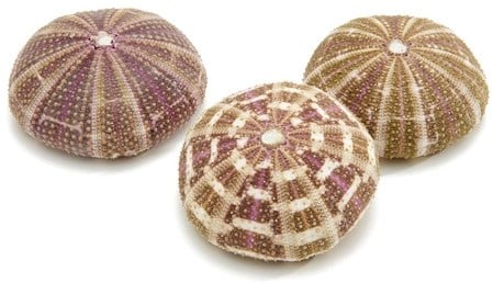 [A-024909] Zeeegel Sea Urchin Alfonso Large 10 stuks