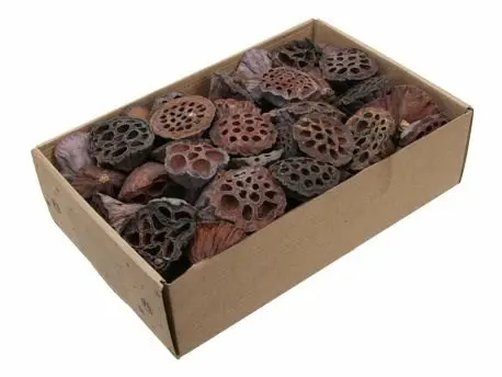 [A-001236] Lotus Mini 2–4 cm ca. 80 stuks
