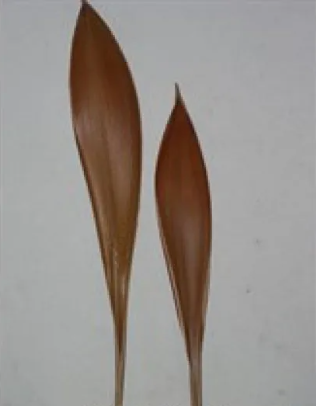 [A-002135] Coco boat Galera leaf ca. 60-80 cm