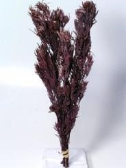 [A-002232] Salignum Rood met Cone