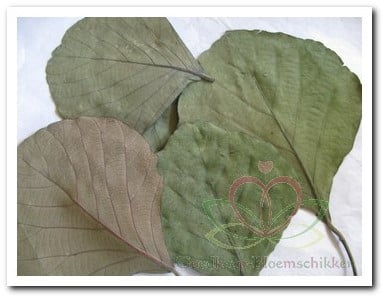 [A-003297] Cobrablad Groen doos ca. 100 stuks