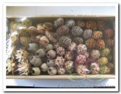 [A-006294] Leucadendron Assortiment op draad 80 stuks