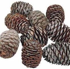 [A-006325] Leucadendron Murri Denneappel los zak ca. 1000 gram