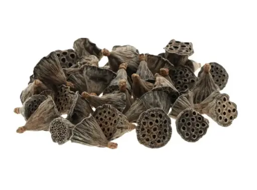 [A-006469] Lotus Medium 3–5 cm zak ca. 50 stuks
