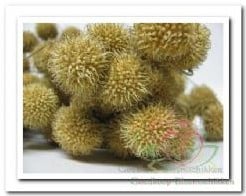[A-006470] Plataanballetjes Naturel Small Ball Bundel
