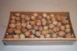 [A-006586] Eucalyptus bells op draad doos Bell Gums Naturel