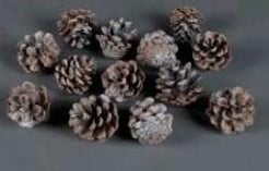 [A-006591] Sylvester dennenappel Wit ca. 9 stuks