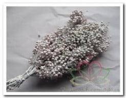 [A-006701] Pepper Berrie Peperbessen Frosted White Bundel