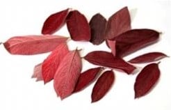 [A-007316] Velvet leaves Rood doos 200 stuks