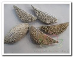 [A-007666] Bolsa de Pastor Bleached Frost 10 stuks