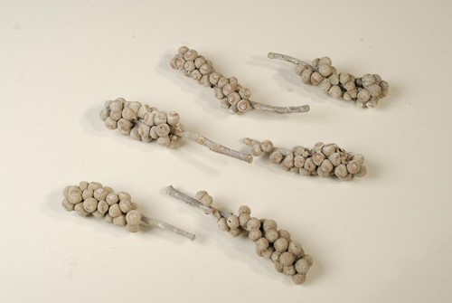 [A-007909] Acorn White Wash 500 gram