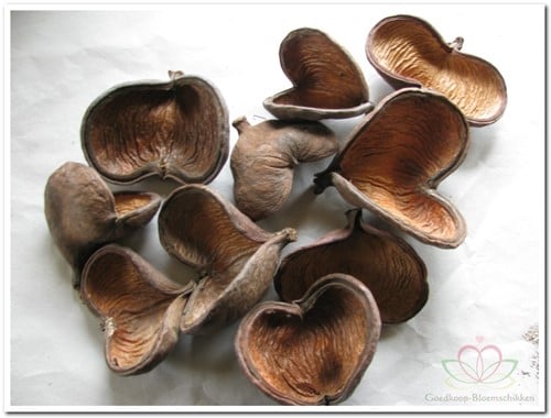[A-008052] Badam Naturel (bruin) zak 10 stuks
