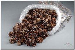 [A-008212] Dennenappel Silvester ca. 5 kg