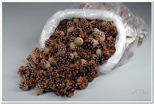 [A-008212] Dennenappel Silvester ca. 5 kg