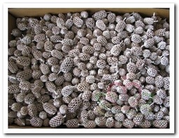 [A-008253] Casuarina Denneappeltjes Stonewash White wash ca. 1 kilo