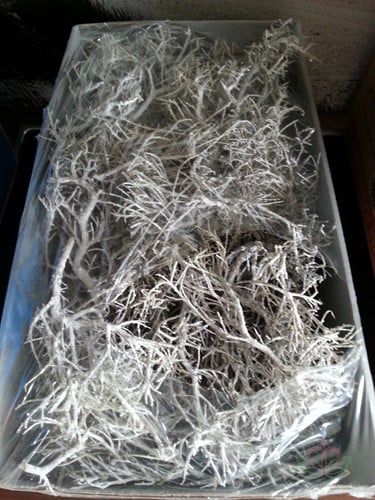 [A-009563] Iron Bush frosted ca. 750 g 