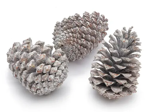 [A-009564] Dennenappels Maritima Grote dennenappel Frosted 12cm 12 stuks
