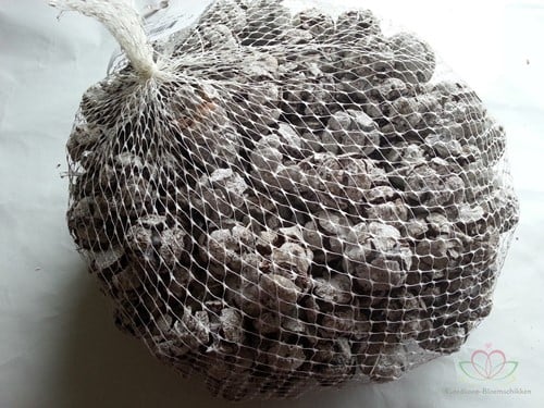 [A-009569] Cypressus Frosted 1 kilo