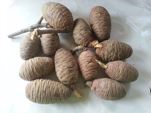 [A-009625] Dennenappels Pinecone Cedar Dichte 8-11cm 50pc