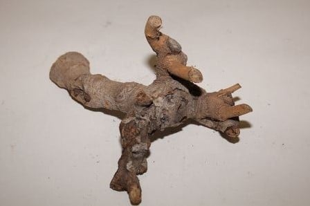 [A-010441] Kuwa Root stronk 25-30cm Naturel 