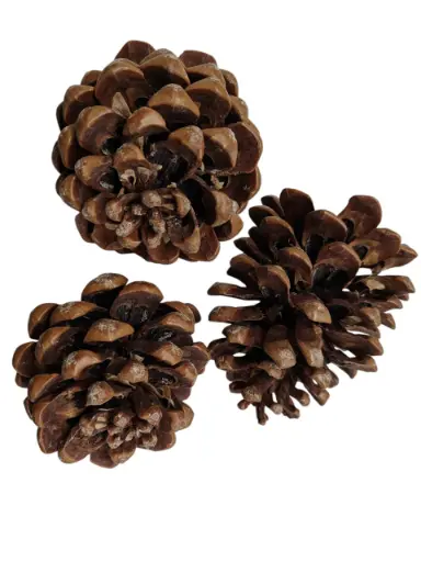 [A-010499] Dennenappels Pinus Pinea Naturel 50 stuks