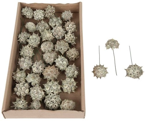 [A-011285] Spidergum Knobs o/w 35 stuks tray