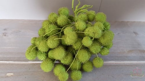 [A-011653] Plataanballetjes Plane Ball Appelgroen zak