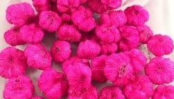 [A-011997] Beachfruit Paras Peepal mini pompoentjes Wild Apple Cyclaam Fuchs ca. 250 gram