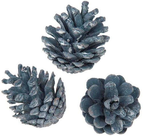 [A-012870] Oostenrijker dennenappel Pinus Nigra BLUE WASH 6 stuks