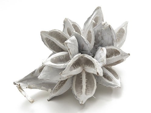 [A-013649] Penca Sororoca Frosted White 20-30 cm per stuk