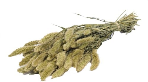 [A-013870] Setaria Trosgierst Naturel Groen Bundel