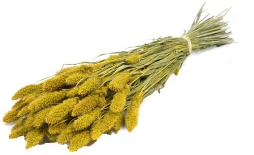 [A-013871] Setaria Trosgierst Yellow Bundel