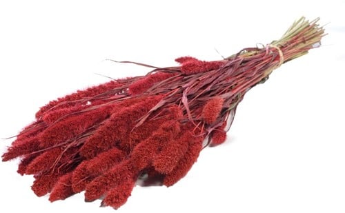 [A-013872] Setaria Trosgierst Rood Bundel
