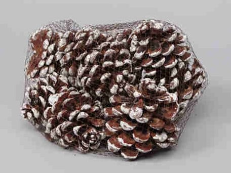 [A-014235] Dennenappel Pinus Pinea White Tip Net 10 stuks