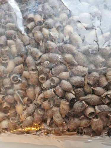 [A-014605] Eucalyptus Bell Naturel ca. 1 kilo