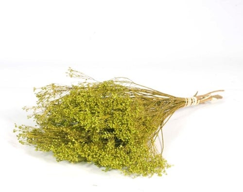 [A-014732] Broom bloom Groen bos ca. 100 gram