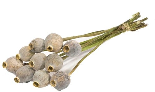 [A-014738] Papaverbollen Gigant Natural