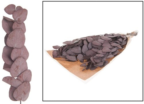 [A-014767] Geprepareerd Gepreserveerd Eucalyptus Spiral Rood 50 gr