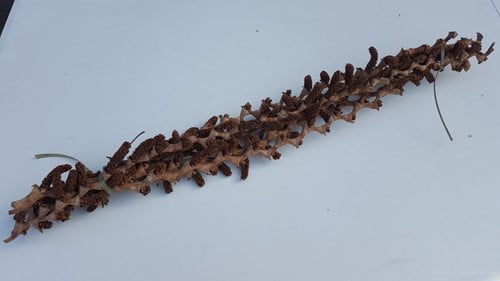 [A-014798] Buriti bundel Naturel ca. 70 cm 5 stuks