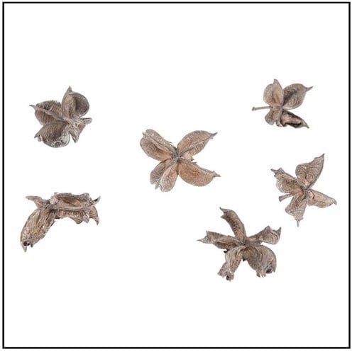[A-015224] Cotton pods Katoenpods Taupe Wash 150 gram