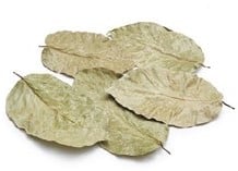 [A-015953] Sal Leaves ca. 15 cm 50 stuks