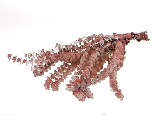 [A-016090] Geprepareerd Gepreserveerd Eucalyptus Baby Rood 50-80 cm 150 gr