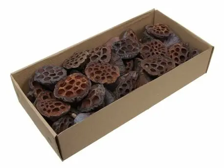 [A-016127] Lotus Naturel 5–7 cm doos ca. 40 stuks