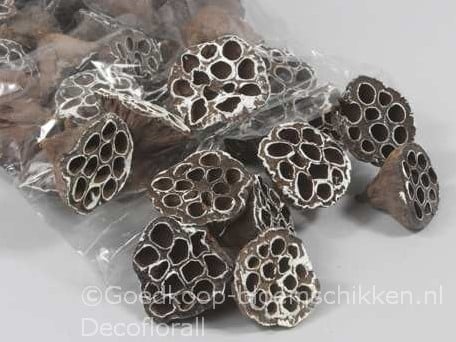 [A-016128] Lotus zak White Tip 5–7 cm ca. 50 stuks