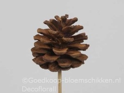 [A-016208] Dennenappels op draad/stick Grootverpakking Cinnamon doos ca. 600st Bulk