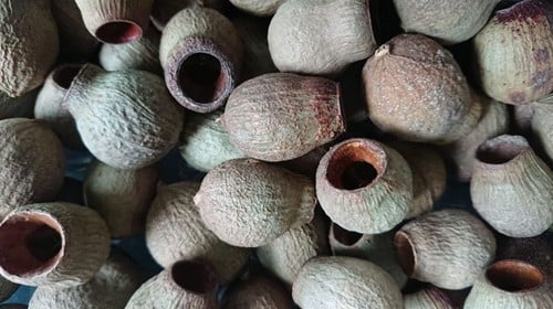 [A-016483] Eucalyptus Bells Gum Bell Los Kleinverpakking ca. 10 stuks